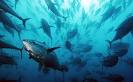 Pesca, incontro positivo fra Catania e commissaria Damanaki