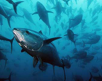 Pesca. Ripristino possibilità di prelievo accessorio di tonno rosso