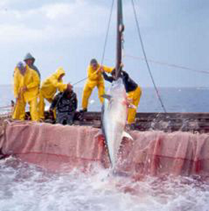 Pesca al tonno rosso, polemica Italia – Ue