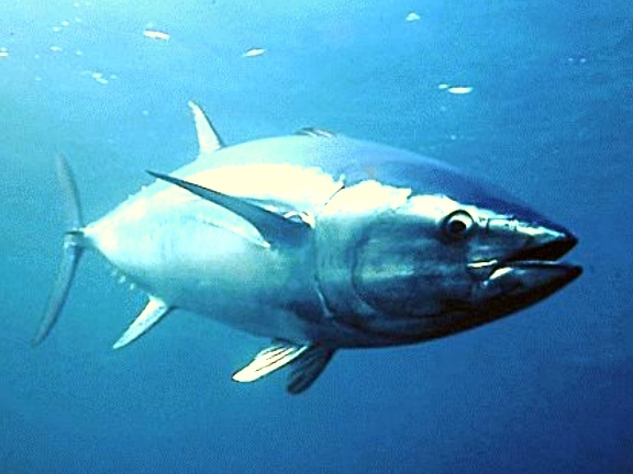 Pesca. Assegnate per la prima volta quote individuali di tonno rosso alle tonnare