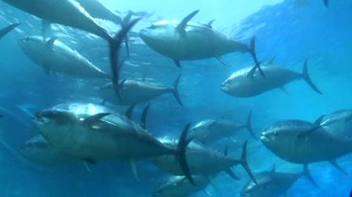 Sicilia. Lollobrigida: incrementate quote tonno, pesca priorità per Governo