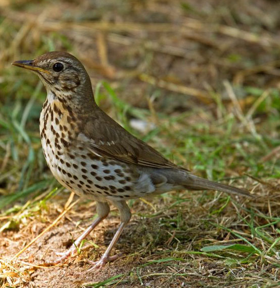 Caccia, nessuna chiusura anticipata per tordo e cesena in Toscana, Friuli e Umbria