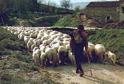 Transumanza, parte da Arezzo la rievocazione del fenomeno sociale