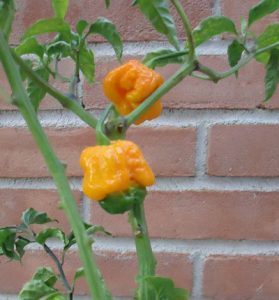 Trinidad Scorpion - Foto Agricultura.it