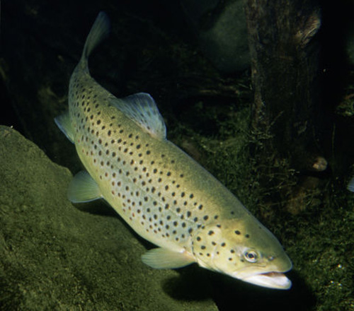Piemonte, Giunta approva nuovo regolamento pesca