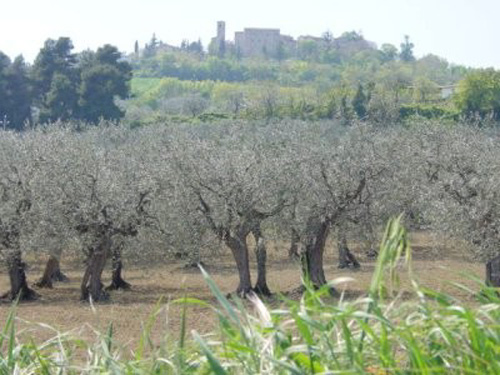 Olivicoltura toscana aumenta la produttività per non scomparire