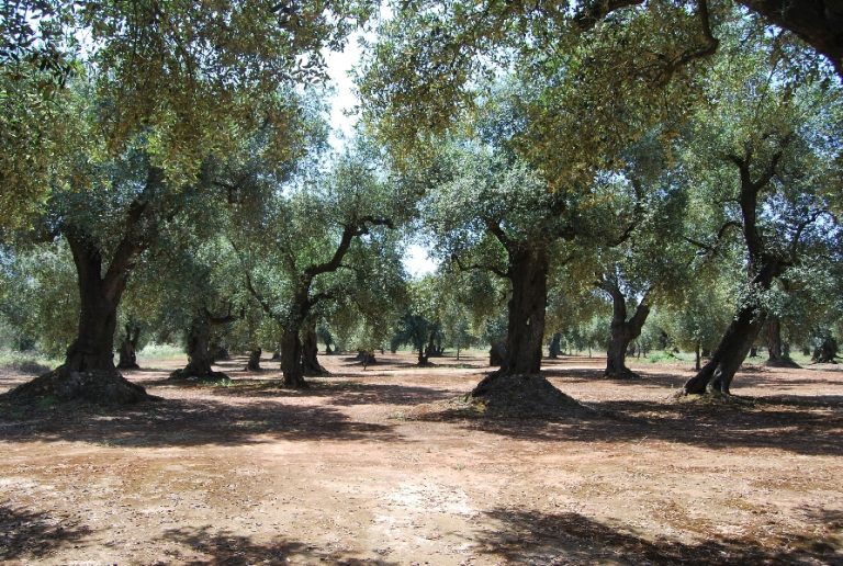 Xylella, 2 mln dalla Regione Puglia per la lotta contro il killer degli ulivi