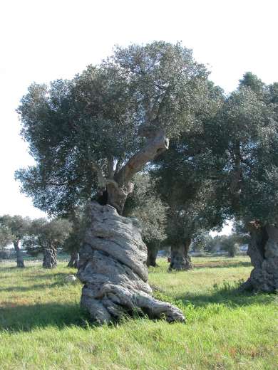Campagna oleicola Puglia, buona produzione e qualità
