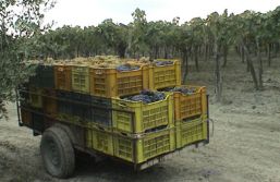 Vendemmia 2009: qualità e quantità, ma i produttori temono crollo prezzi uve