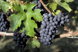Sangiovese toscano, la carica dei fratelli minori
