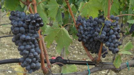 Check up vendemmia a Podere Forte. Nel segno della qualità