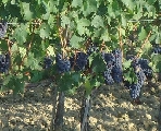 L’impegno Bayer nella sostenibilità del vino italiano