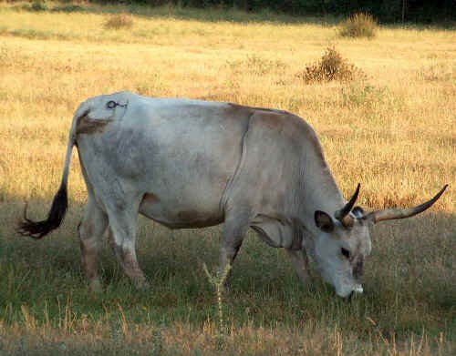 Alberese, via alla degustazione ambientale della Maremma