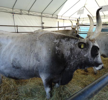 Carne, tagli e buoi dei Paesi tuoi. A Origine il rilancio made in Italy per la zootecnia bovina