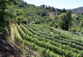 In Liguria nasce il Biodistretto della Val di Vara