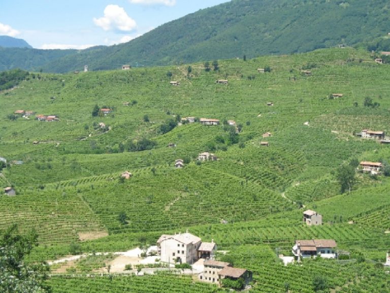 Nuovi impianti vigneti in Veneto: premiate la viticoltura eroica e il biologico