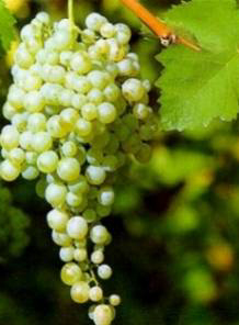 Prosecco, vitigno Glera non utilizzabile nelle eccedenze