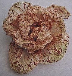 Via alla stagione del radicchio con il Variegato di Castelfranco