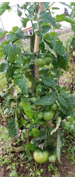 Il ritorno di Varrone. Il pomodoro perduto di Strampelli è salvo