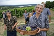 Vendemmia nel Veneto. Tutto pronto per la partenza a Ferragosto