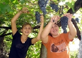 Vendemmia al via, produzioni in calo fino al 15% per la siccità