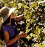 Ottima qualità e maggiori volumi per la vendemmia 2013 (+8%)