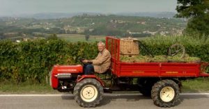 vendemmia_moscato2007691.jpg