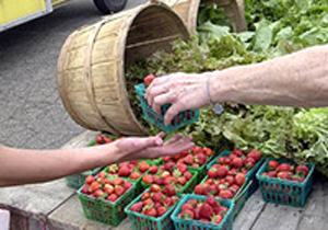 Vendita diretta prodotti agricoli. Con la Legge di bilancio 2019 cambiano le regole