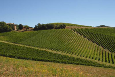 Il Sangiovese difende il territorio ed è amato dai consumatori