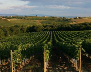 Vigneti a Montepulciano