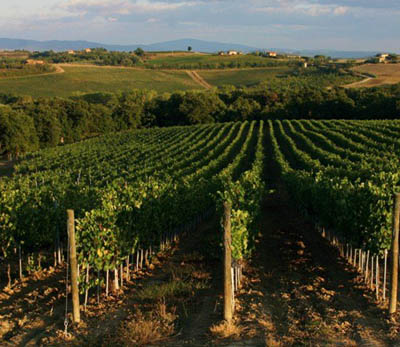 Vendemmia, record di stagionali per quella del Vino Nobile
