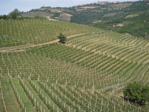 vigne_piemonte_1.jpg