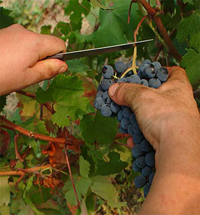 Vendemmia cantine sociali senesi:produzione in calo ma ottima qualità