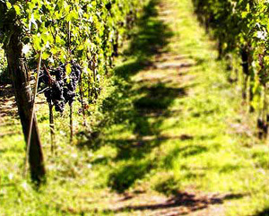 Vinitaly. Trend in aumento per i vini solidali. Crescono i volumi (+10%) e valore (+5%)