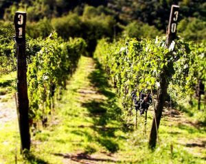 Vigneti del Cesanese del Piglio