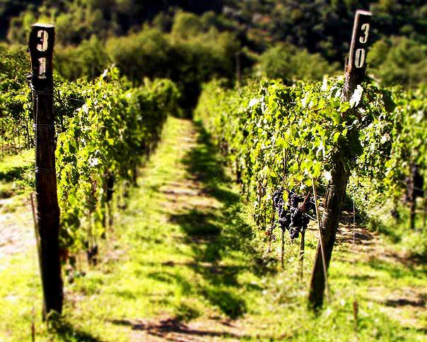 PSR Regione Lazio. Ocm vino, Misura aiuto agli investimenti Campagna 2017/18. Approvati elenchi domande ammesse