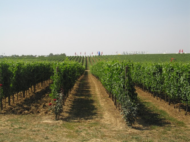 Cambiamenti climatici, terroir a rischio. Trasformare dittatura clima in opportunità