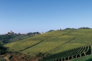 Vigneto a Fontanafredda