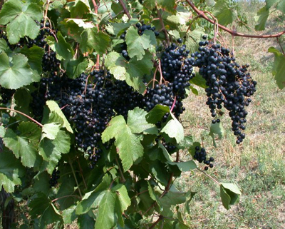 Diritti di reimpianto, le ultime novità dal Gruppo di alto livello UE