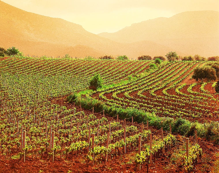 Vino. Cresce la produzione, calano i prezzi (-21%) delle uve. Vigneto Veneto fa il bilancio dell’annata 2018