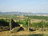 Report Cia, Annata Agraria in Toscana. Il 2015 per filiere produttive provincia per provincia
