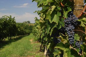 Un vigneto nelle campagne di Montepulciano