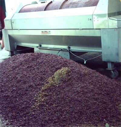 Vendemmia, in Toscana via libera all’uso di vinacce