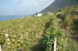 Promozione a stelle e strisce. Vini Doc Sicilia per la prima volta in Carolina del Sud