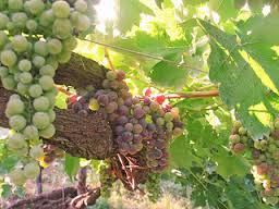 Corso di formazione per ‘controllori’ vini con il Consorzio del Sannio