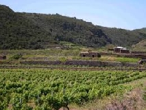 Sicilia Doc si svela al Vinitaly con un tasting sugli autoctoni