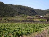 Test sulla ‘dematerializzazione’ dei registri vitivinicoli: soddisfazione della filiera del vino