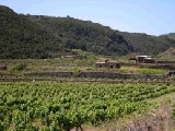 Vino, approvato in CdM Decreto per nuovo sistema autorizzazione di impianti