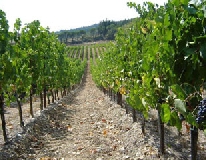 OCM vino, pubblicata la graduatoria dei progetti per la promozione