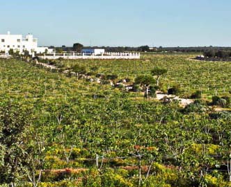 Via libera Ue, dopo controlli xylella: le viti del Salento possono essere vendute in Europa